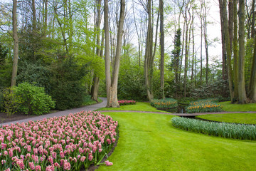 Parco verde in Olanda