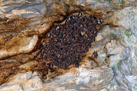 Large colony of greater mouse-eared bats (Myotis myotis).