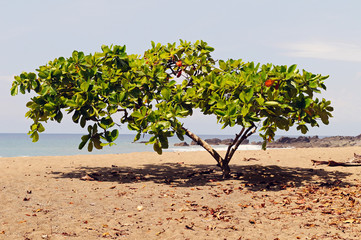 Fototapeta na wymiar Shade tropical tree on a Pacific coast