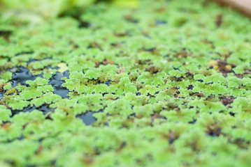 Duckweed