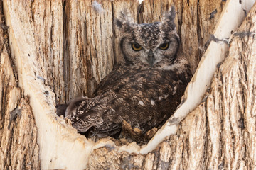 Spotted Eagle Owl