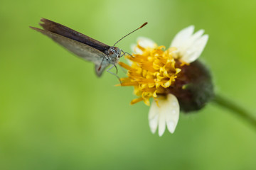 Butterfly on flower grass