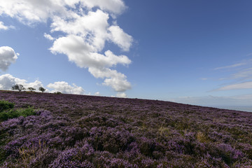 heather hill  in moor , Exmoor