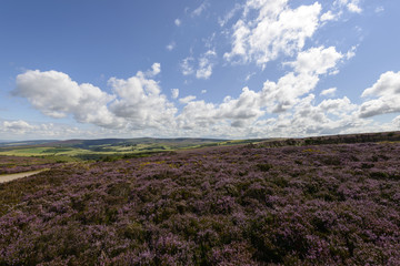 heather field and hilly country, Exmoor
