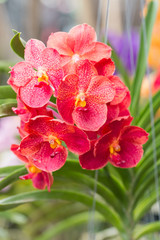 Obraz premium beautiful red orchid