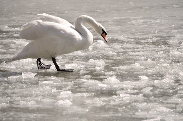 Лебедь на замёрзшем озере.