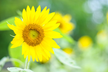 close up of the sunflower plant