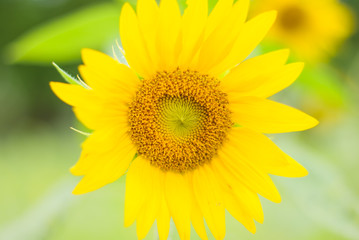 close up of the sunflower plant