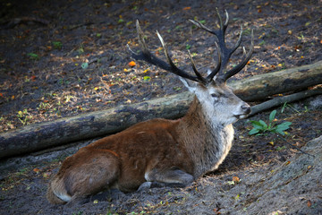 Damhirsch