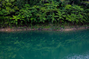 Obraz na płótnie Canvas 沖縄 やんばるの森と水辺