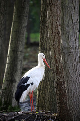 Weißstorch