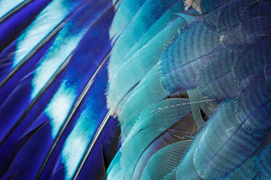 Blue feather background.