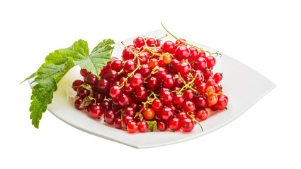 Red currant