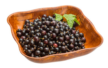Black currant