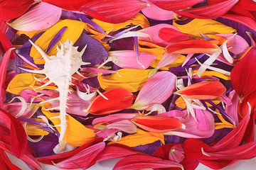 La texture naturelle des pétales de fleurs multicolores, colorées