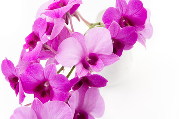 Fototapeta na wymiar orchid isolated on white blackbackground