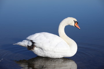 Graziöser Schwan