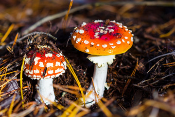 two red flyagaric mushroom