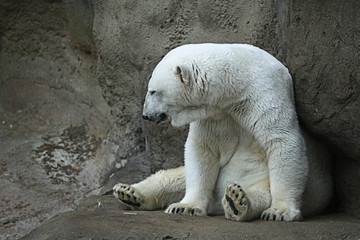 Polar bear in a zoo