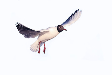 seagull in flight