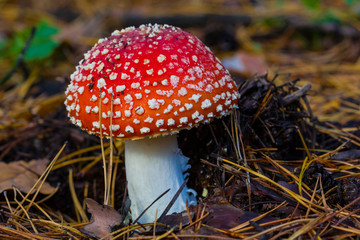 closeup red flyagaric mushroom