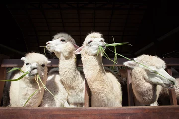 Deurstickers lama-alpaca& 39 s die ruzi-gras eten in de mond landelijke boerderijboerderij © stockphoto mania