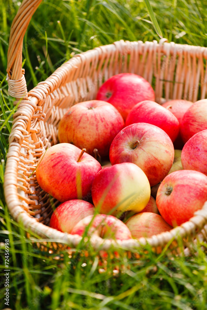 Wall mural apples in basket