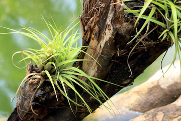 Green grass on a log beside the water.