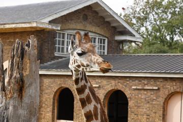 Giraffe outside the giraffe enclosure in London Zoo. © pownibe
