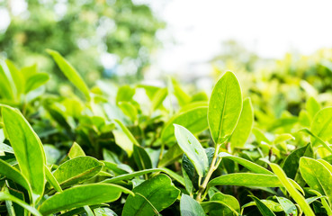 close up leaves at bush