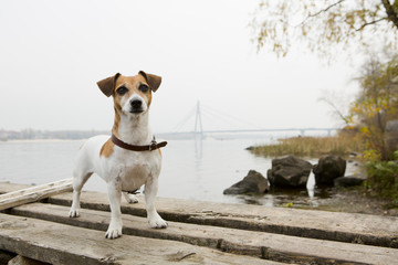 Dog near the Dniper river