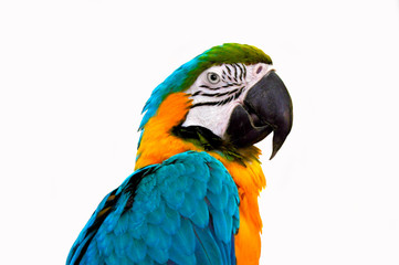 parrot
