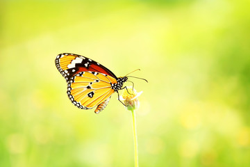 Monarch Butterfly on a wild flower