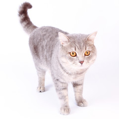 Persian cat, sitting in front of white background