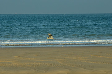 héron sur la plage