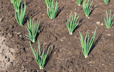 Onion plantation at the vegetable garden in countryside