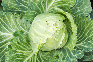 Fototapeta premium Cabbage in the vegetable garden close-up