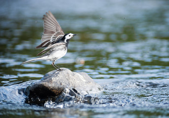 pied wagtail bird landing on a river rock