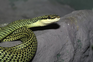 green snake