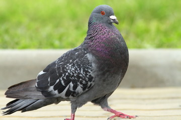 male pigeon walking proudly