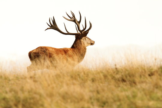 red deer stag in big grass