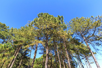 Fototapeta premium pine trees