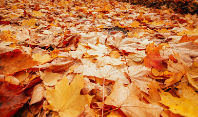autumn leaves