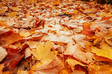 autumn leaves