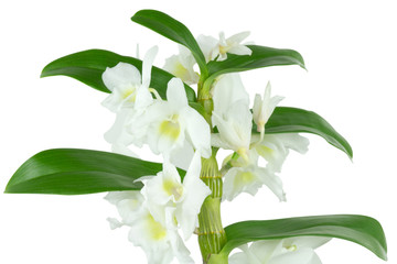 orchidée dendrobium blanche sur fond blanc - obrazy, fototapety, plakaty