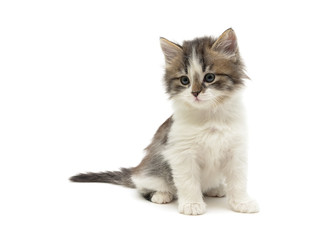 little fluffy kitten sits on a white background close-up