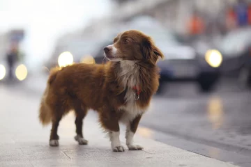 Crédence de cuisine en verre imprimé Chien little redhead cute dog on the street
