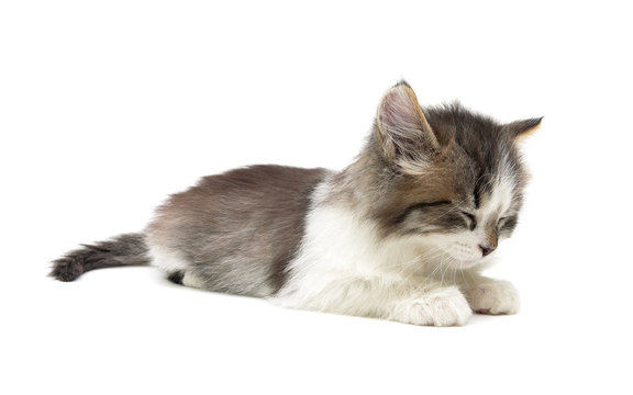 sleeping kitten on a white background. horizontal photo.