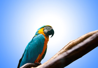 Colourful parrot bird sitting on the perch