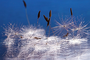 the fluff of a dandelion
